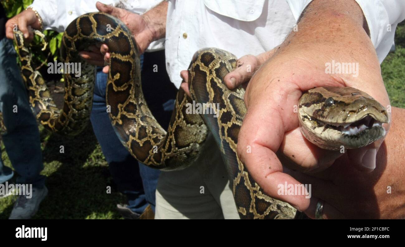 A 9 1/2 foot long Burmese python was captured in the Florida Everglades ...