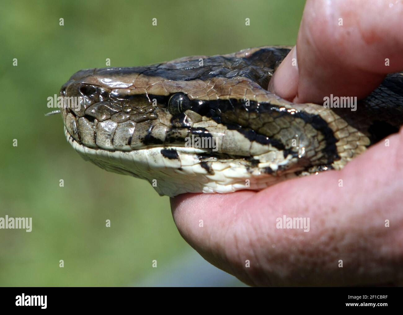 A 9 1/2 foot long Burmese python was captured in the Florida Everglades ...