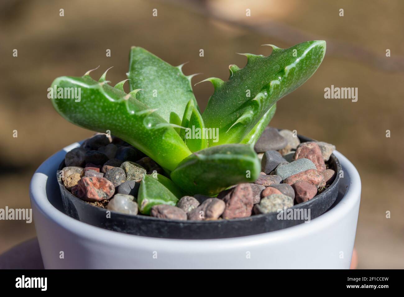 Close up view of a small potted Tiger Jaw (faucaria tigrina) succulent houseplant in a white porcelain pot with white background and natural sunlight Stock Photo
