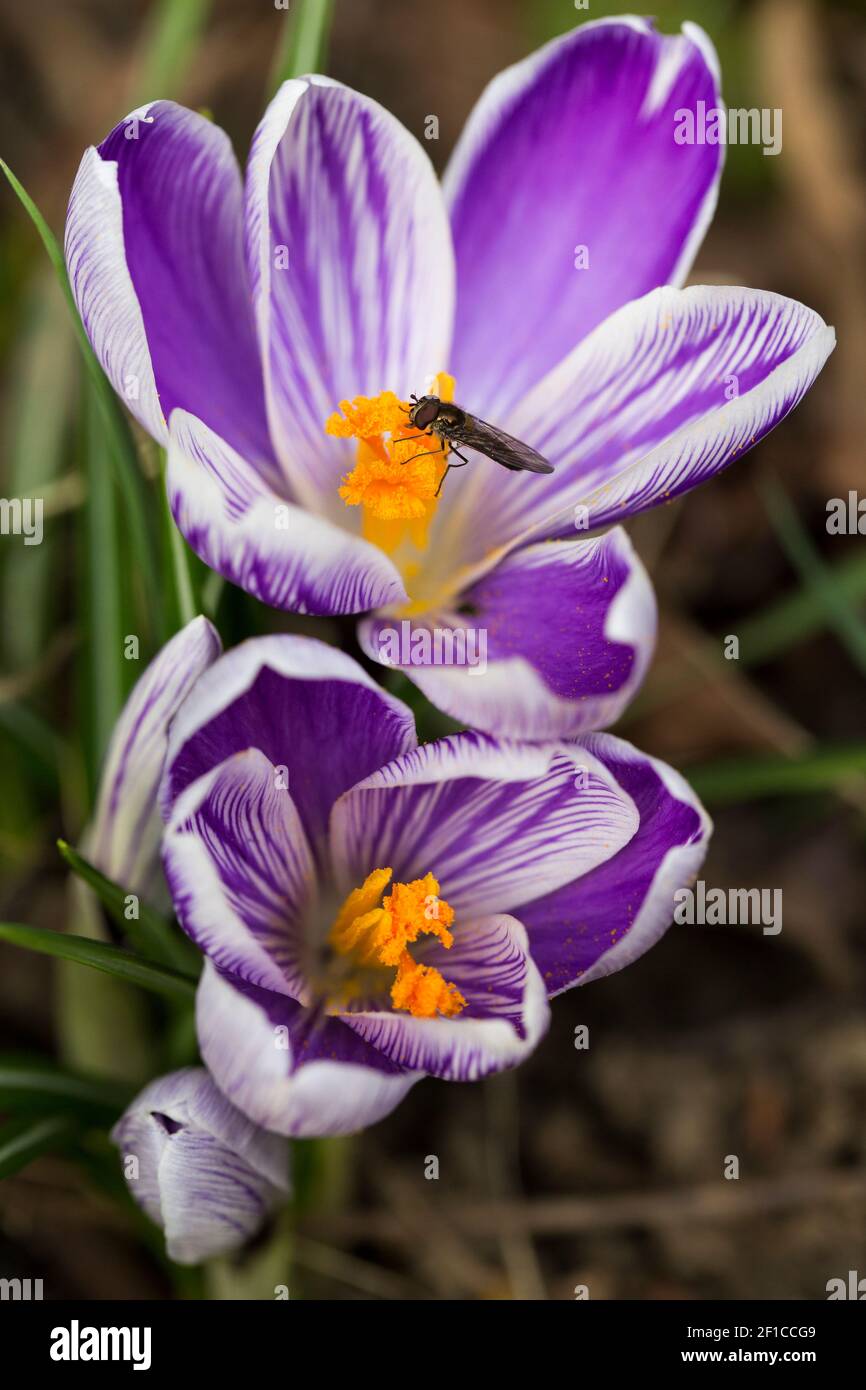 A hover-fly feeding on two early spring crocuses Stock Photo