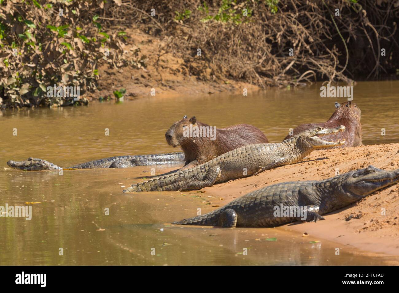 A Capybara and some Caimans in the northern Pantanal in Mato Grosso, Brazil Stock Photo