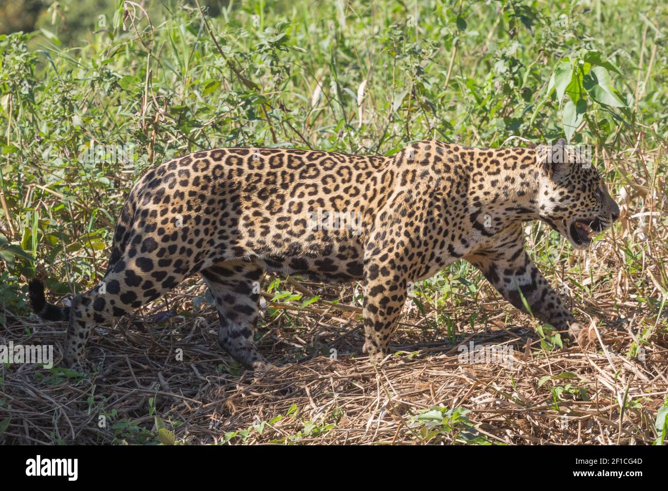Side View of a hunting jaguar in the Pantanal on the Rio Sao Lourenco in Mato Grosso, Brazil Stock Photo