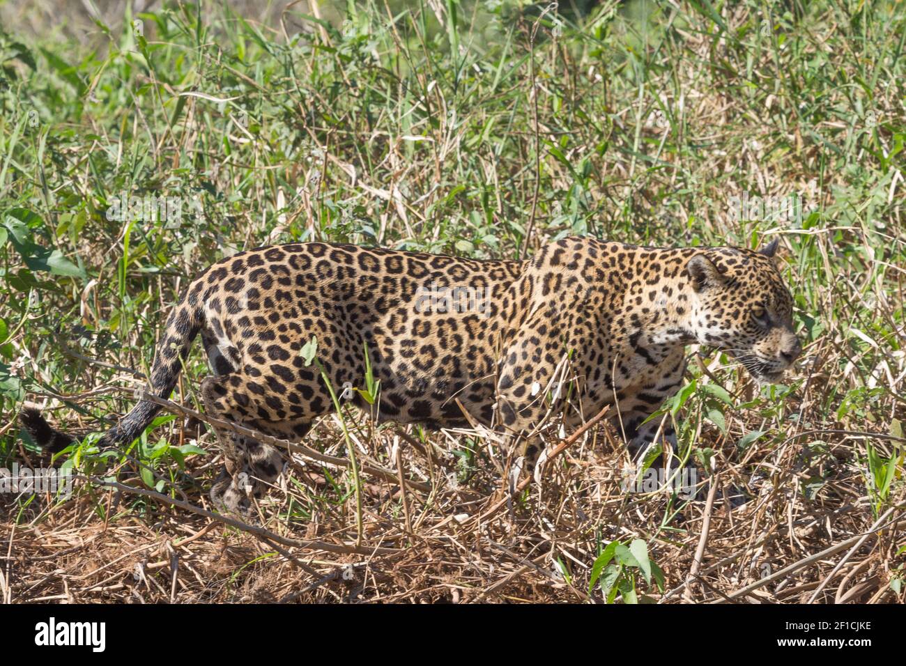 Sneaking Jaguar seen in the Pantanal close to Porto Jofre in Mato Grosso, Brazil Stock Photo