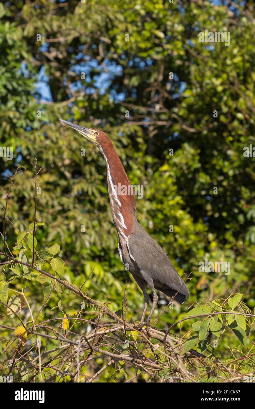 A Rufescent Tiger Heron (Tigrisoma lineatum) in natural habitat in the