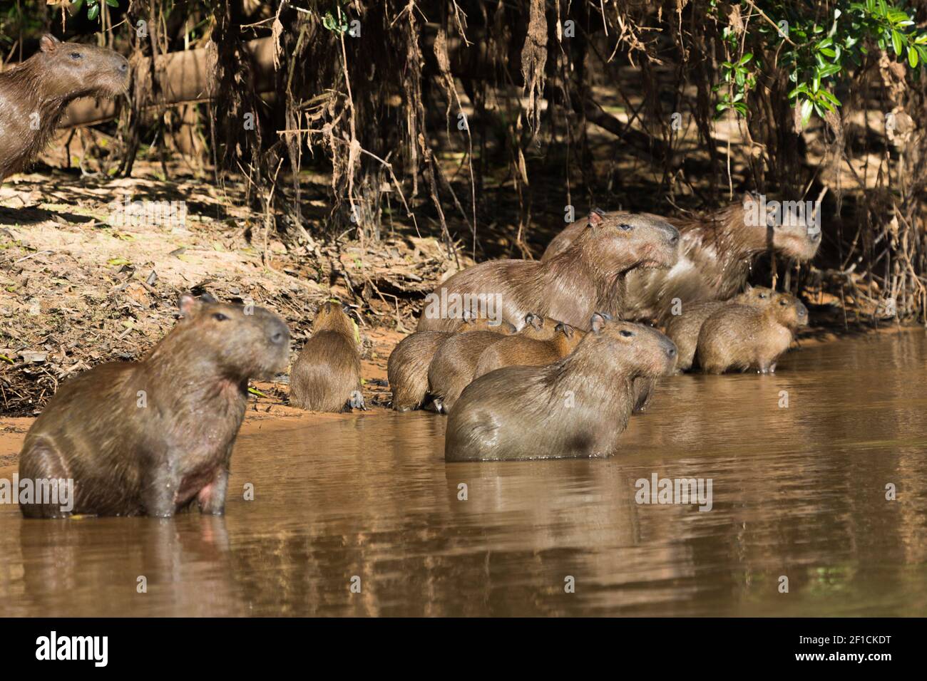 Group with small ones of Capybaras, the worlds largest rodent, in the Pantanal close to Porto Jofre in Mato Grosso, Brazil Stock Photo
