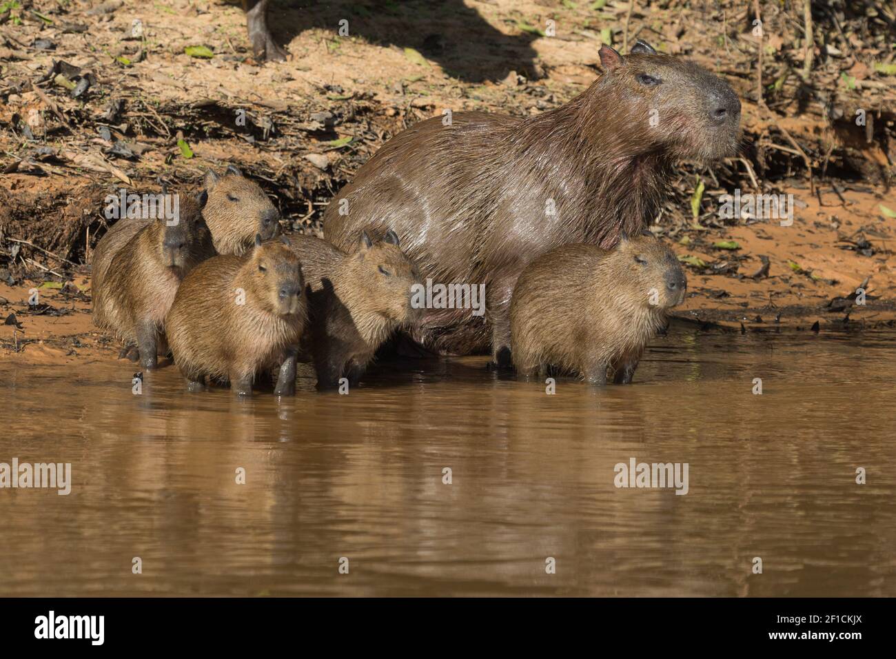 Rio capivara hi-res stock photography and images - Alamy