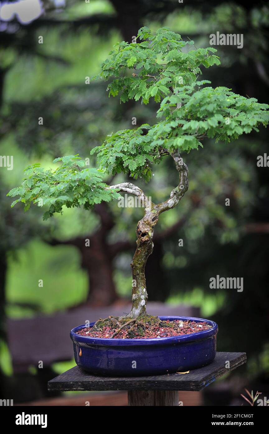 This bonsai tree is part of the Japanese garden created by Harvey  Tatelman's in the backyard of his home west of Boynton Beach, Florida.  (Photo by Mark Randall/Sun Sentinel/MCT/Sipa USA Stock Photo -