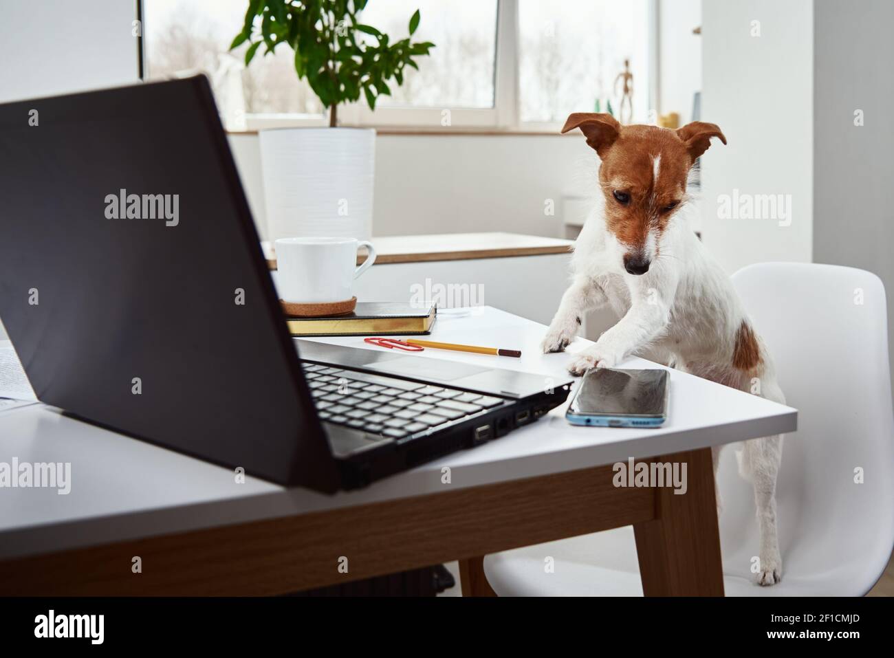Dog working on laptop at home office. Remote work concept Stock Photo