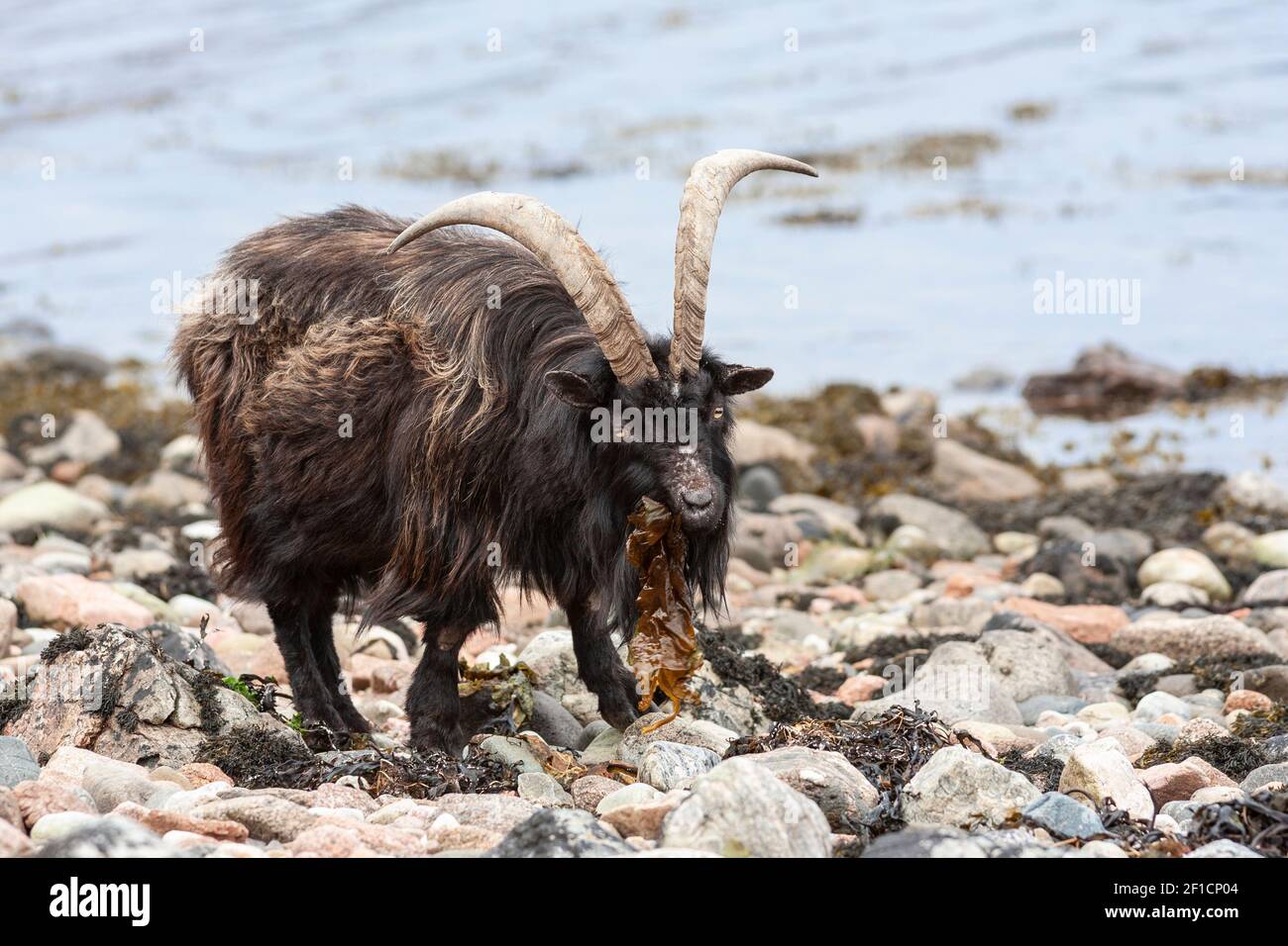 Wild goat (Capra hircus) feeding on seaweed, shore of Loch Linnhe, West Scotland Stock Photo