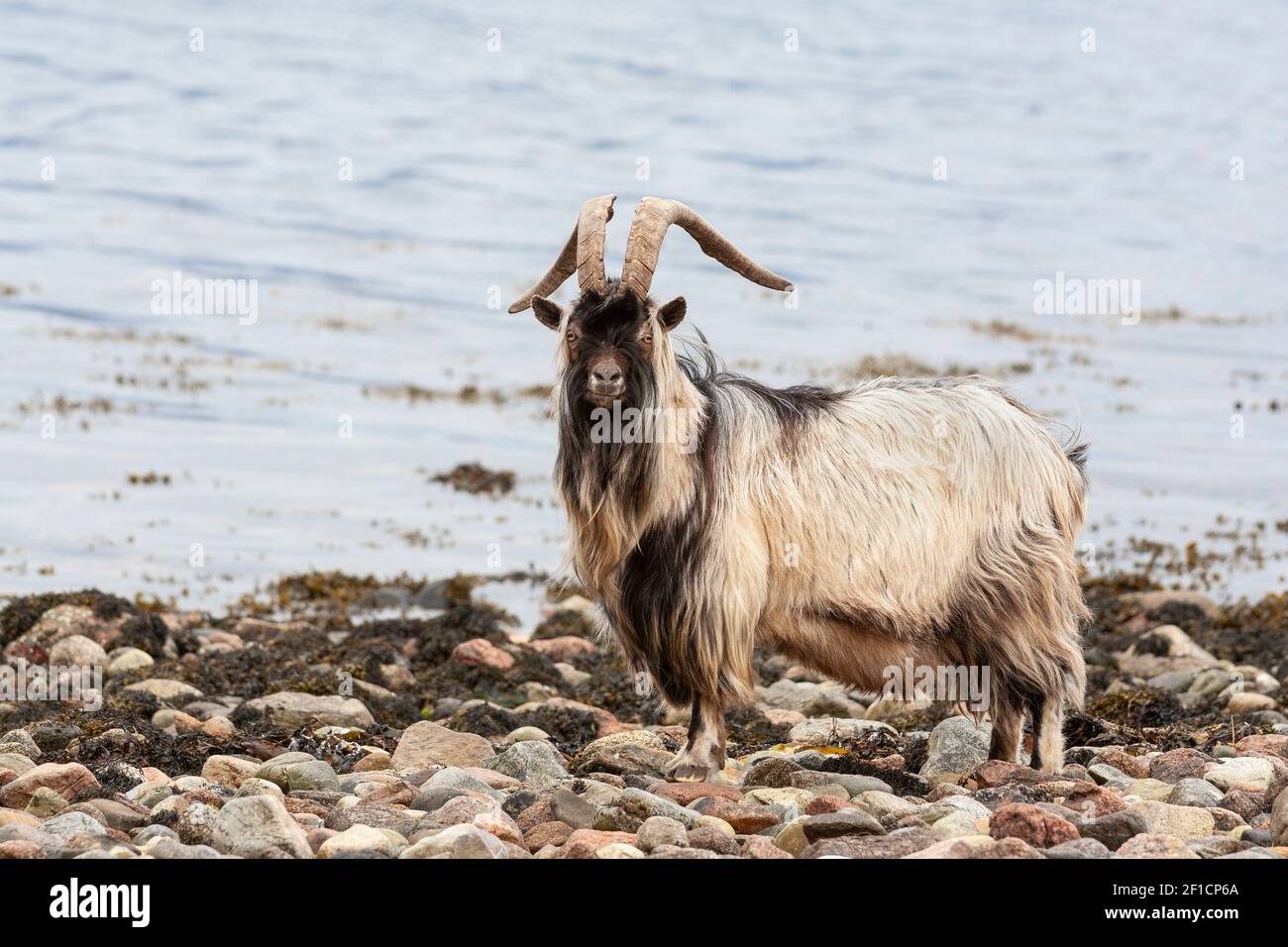 Wild goat (Capra hircus), shore of Loch Linnhe, West Scotland Stock Photo