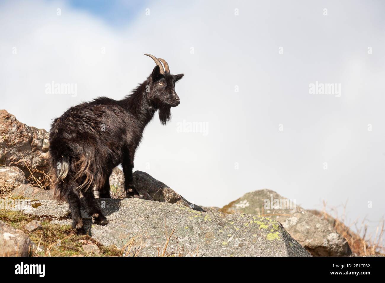 Wild goat (Capra hircus), Loch Linnhe, West Scotland Stock Photo