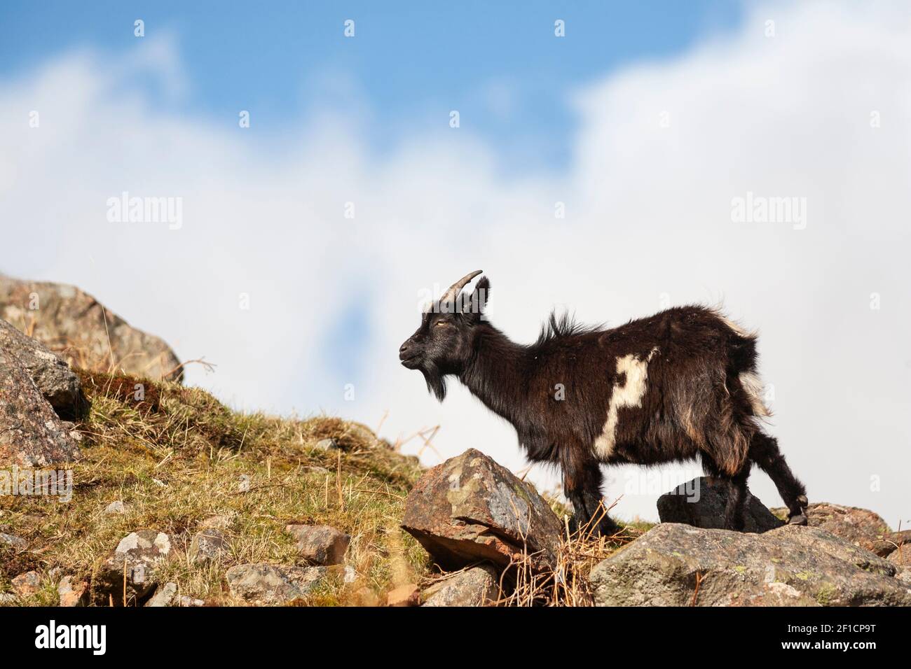 WIld goat (Capra hircus), Loch Linnhe, West Scotland Stock Photo