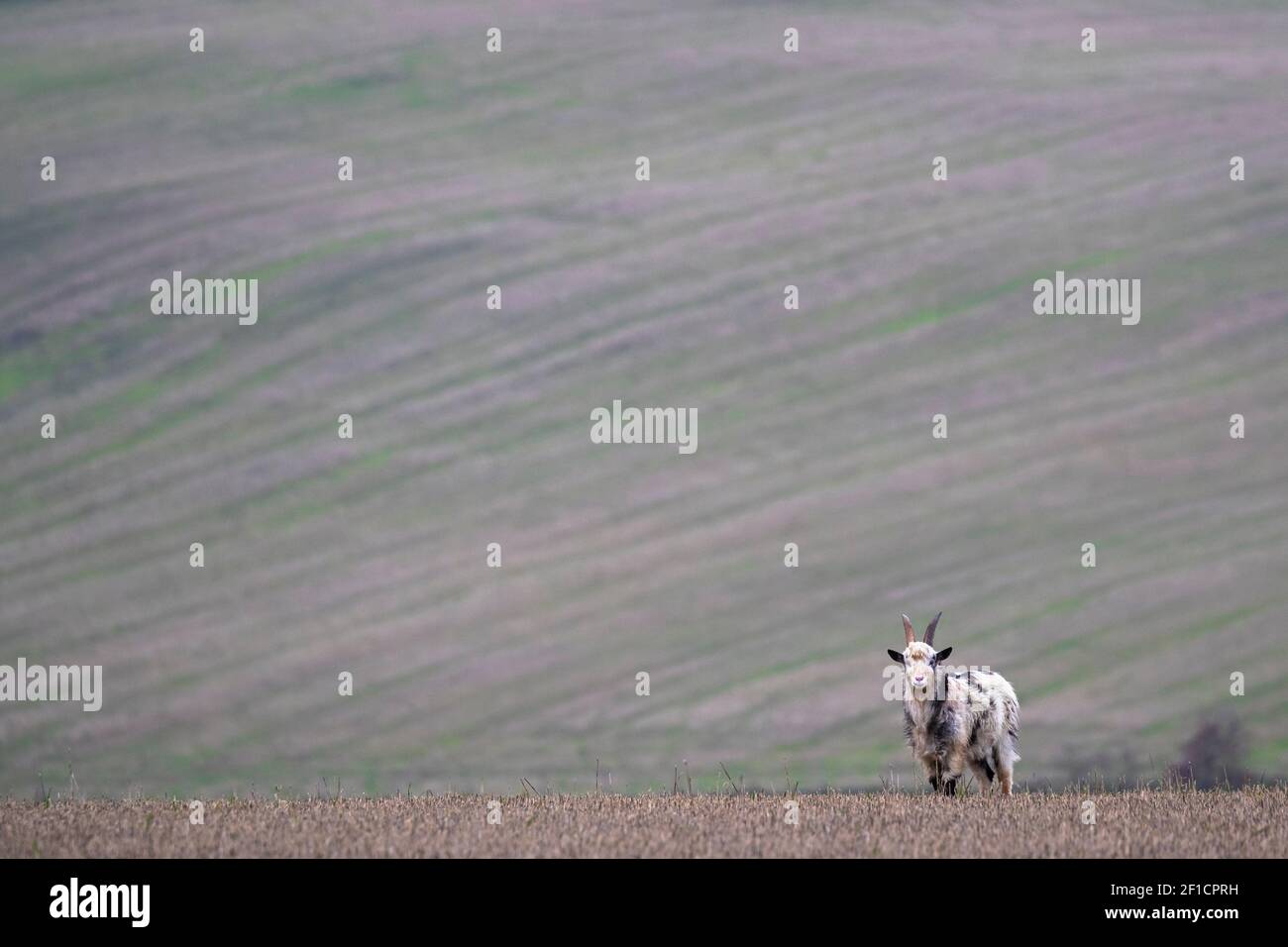 Wild goat (Capra aegagrus hircus), on stubble field, Cheviot hills, Northumberland, UK Stock Photo