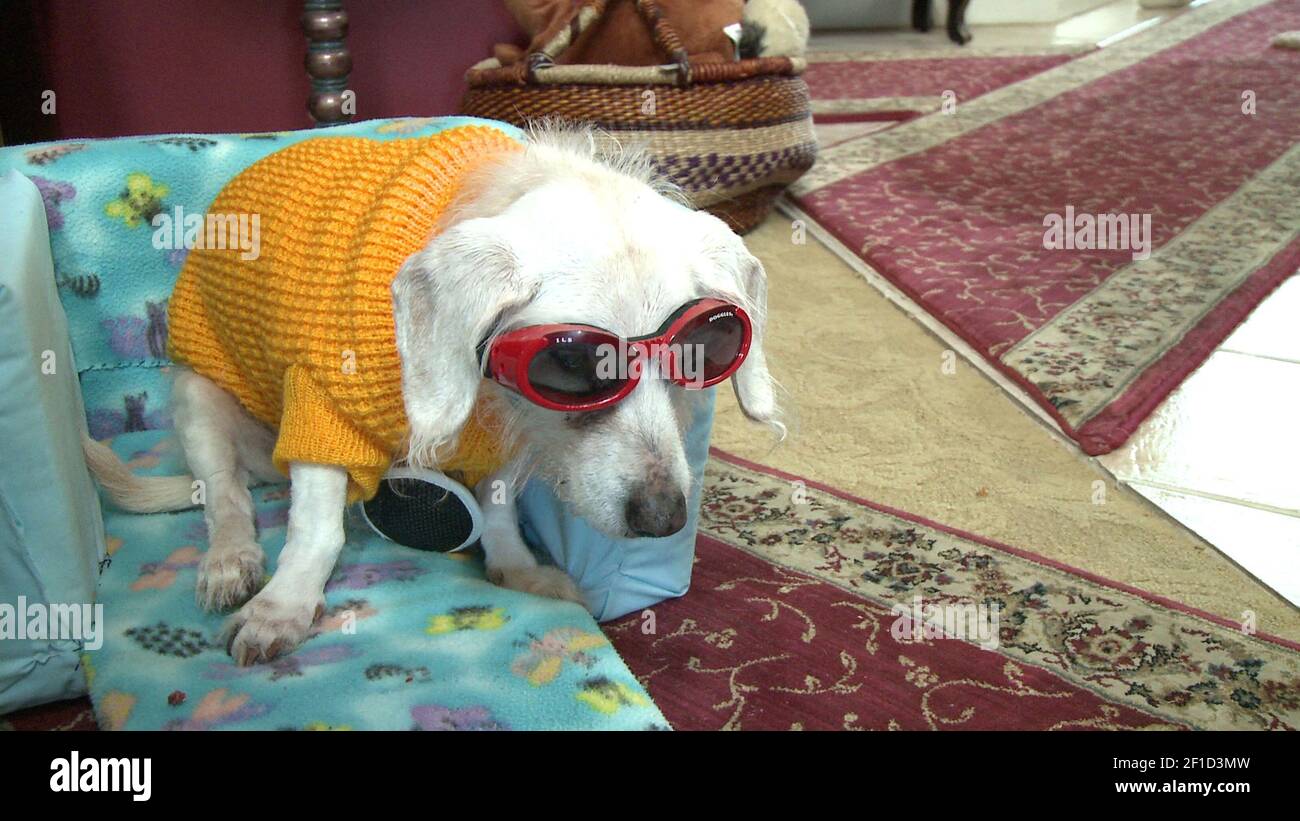 Oldest sales living dachshund
