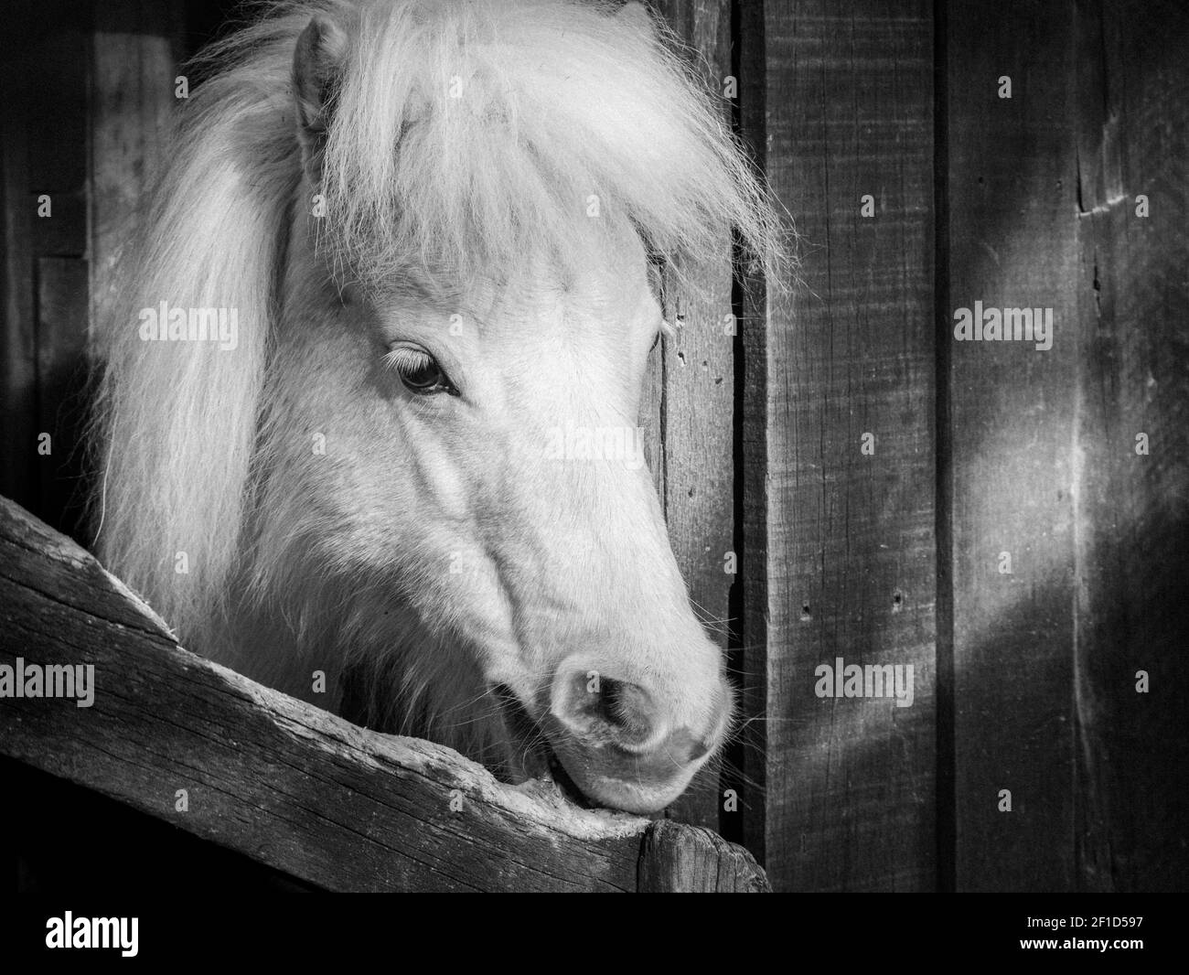 Black and white head shot of white pony posing in front of shed, taken in New Zealand Stock Photo