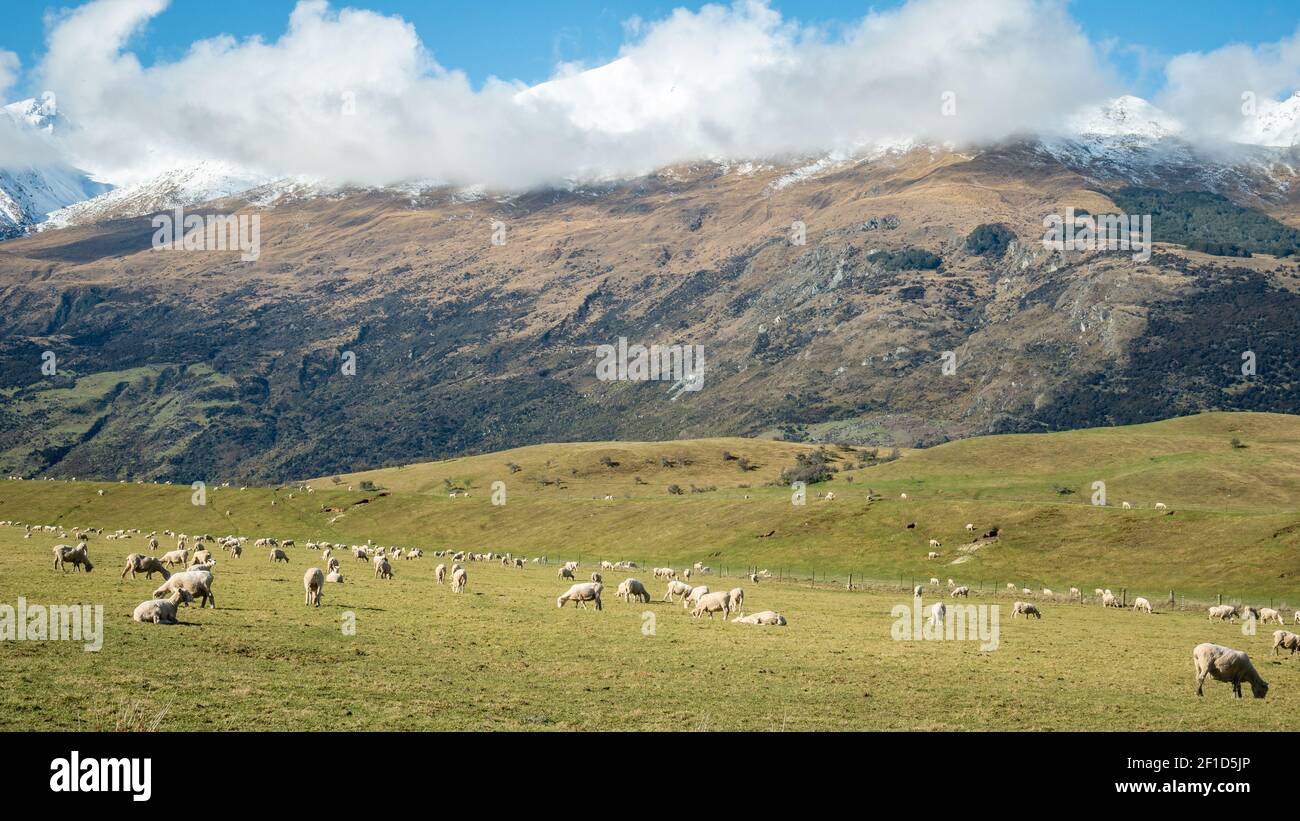Sheep grazing grass on the green pasture below mountain. Shot made in Glenorchy, New Zealand Stock Photo