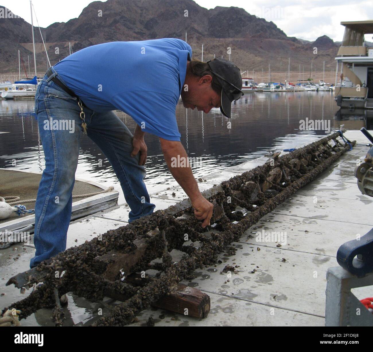 Marina worker John Koeller scrapers razorsharp quaga mussels off a section of dock on Lake Mead
