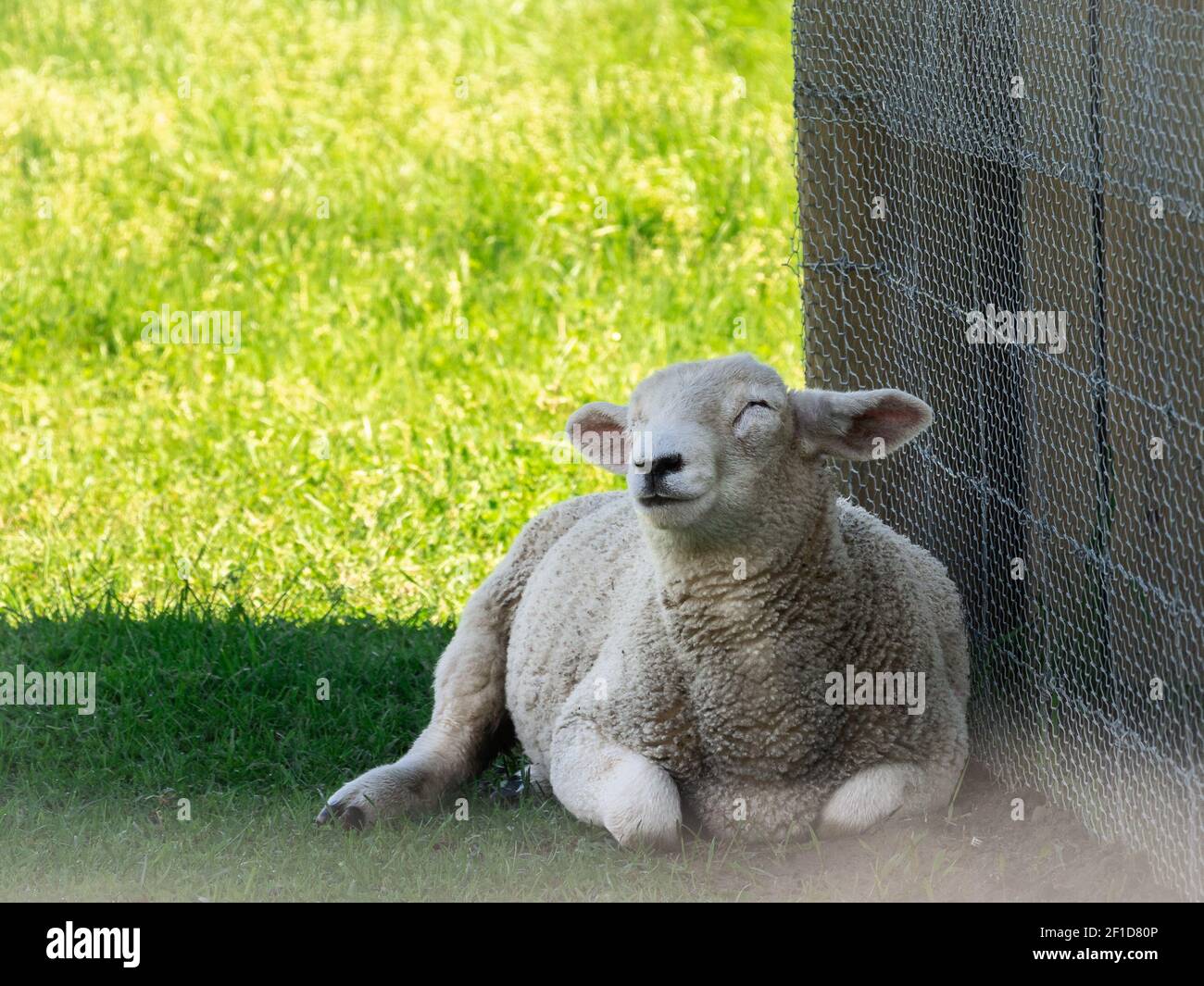 Young sheep lamb lying in shade, relaxing during sunny summer day, shot made in New Zealand Stock Photo