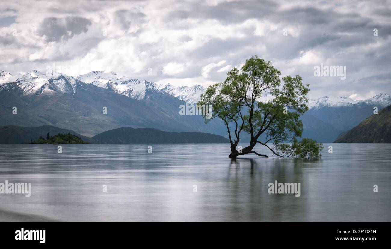 Willow tree growing in the middle of lake with mountains backdrop. Shot of famous Wanaka Tree from New Zealand made during overcast day. Stock Photo