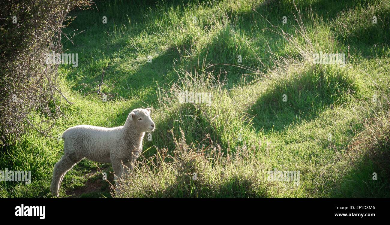 Young lamb standing on the green pasture, shot made in Wanaka, New Zealand Stock Photo