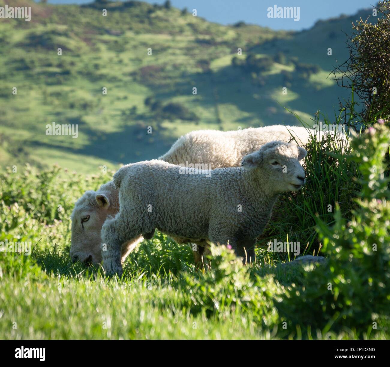 Adult sheep with young one on the green pasture, shot made in Wanaka, New Zealand Stock Photo