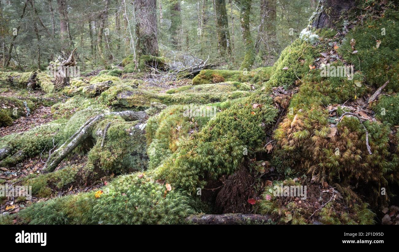 Moody woodland with mossy roots and old tree in foreground, shot in New Zealand Stock Photo