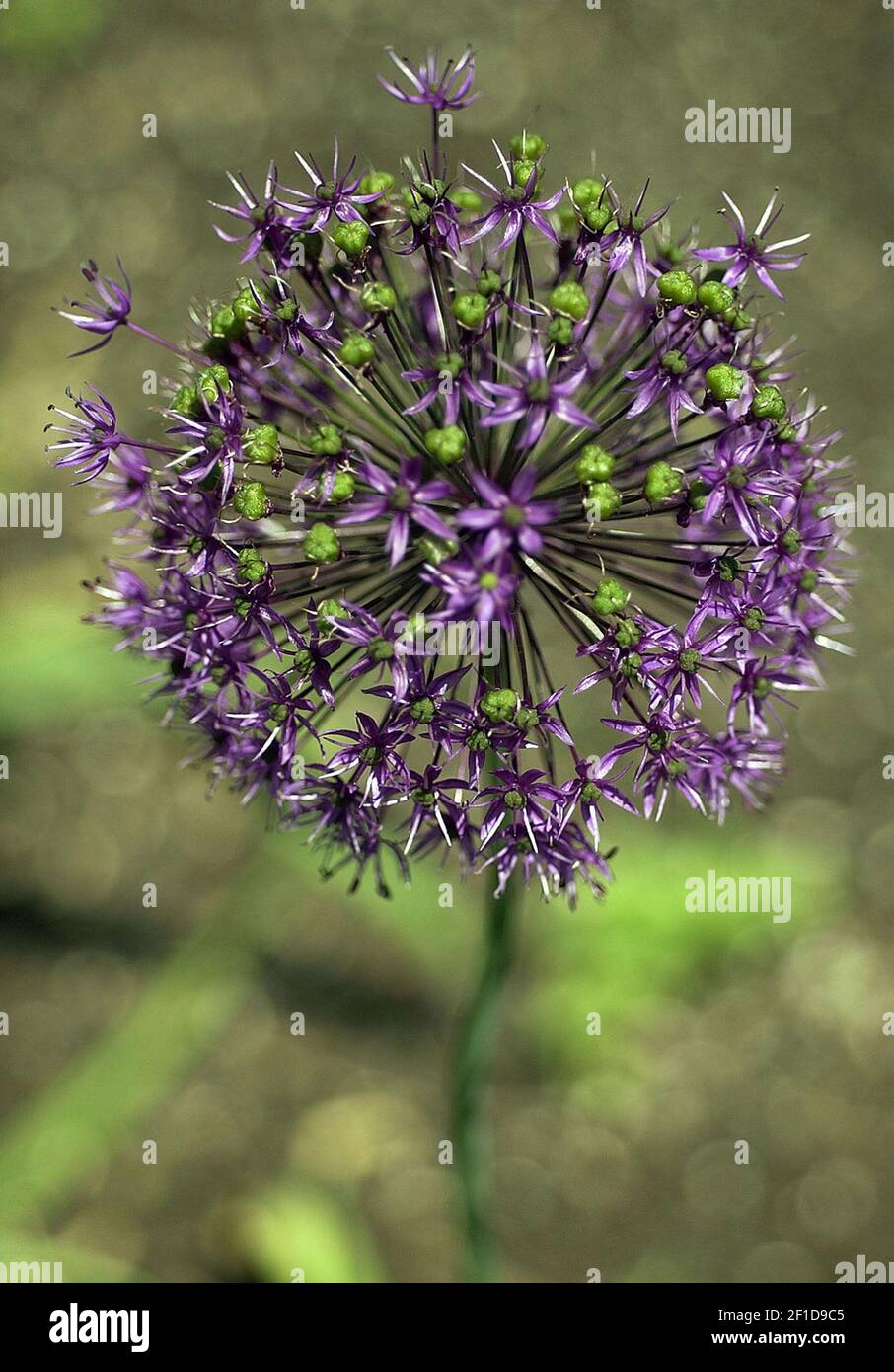 Allium, a variety of the onion/garlic family, flowers in an outdoor