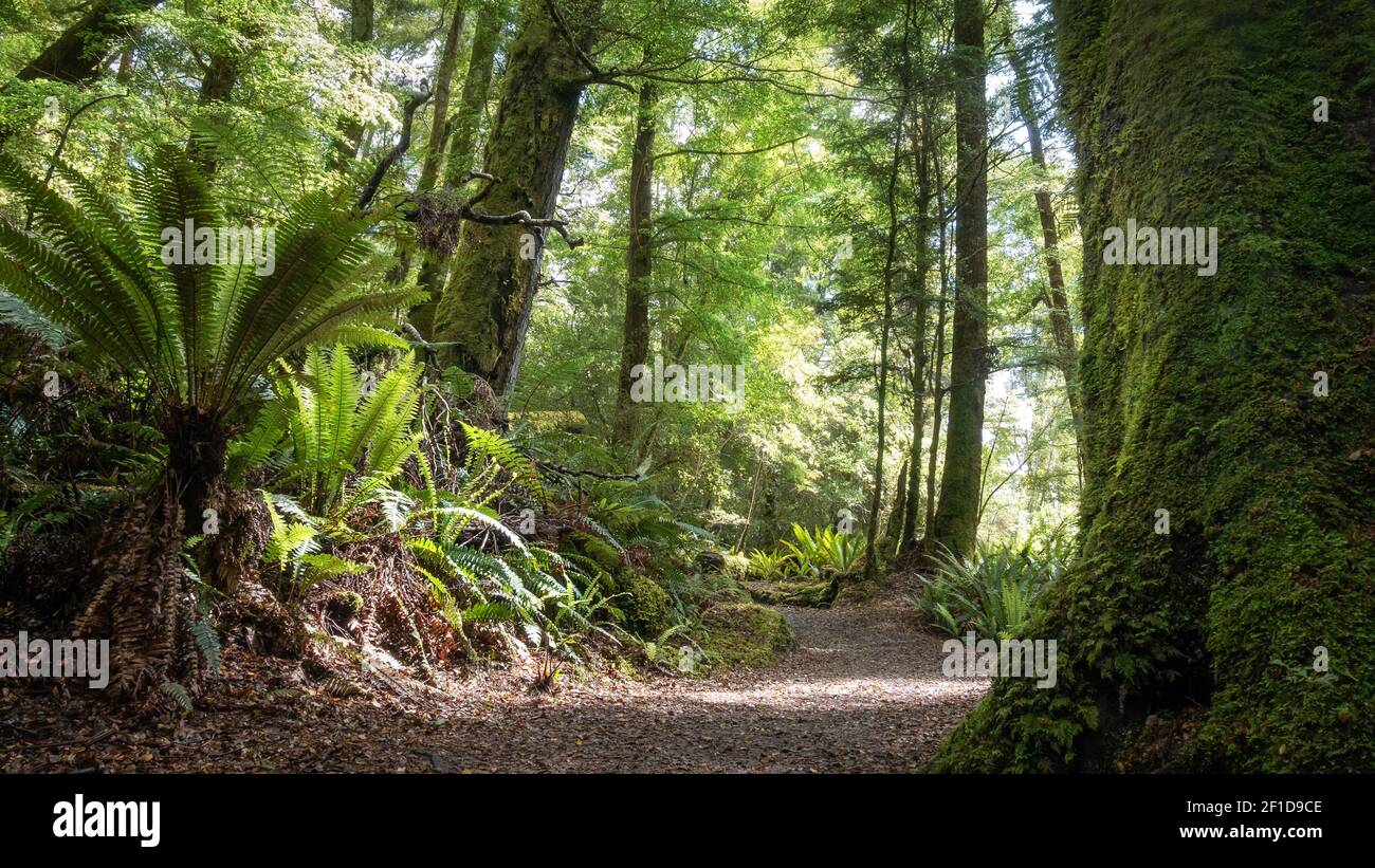 Dense ancient forest with ferns and path leading through it. Low perspective shot made on Kepler Track, Fiordland National Park, New Zealand Stock Photo