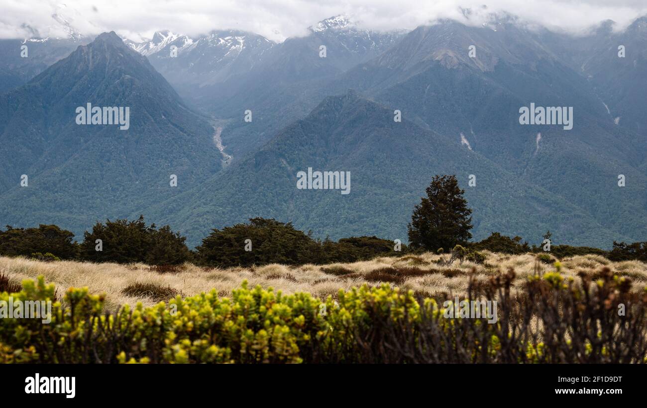 View on mountains covered by dense forests, dry tussocks in foreground. Shot in Kepler Track, Fiordland National Park, New Zealand Stock Photo