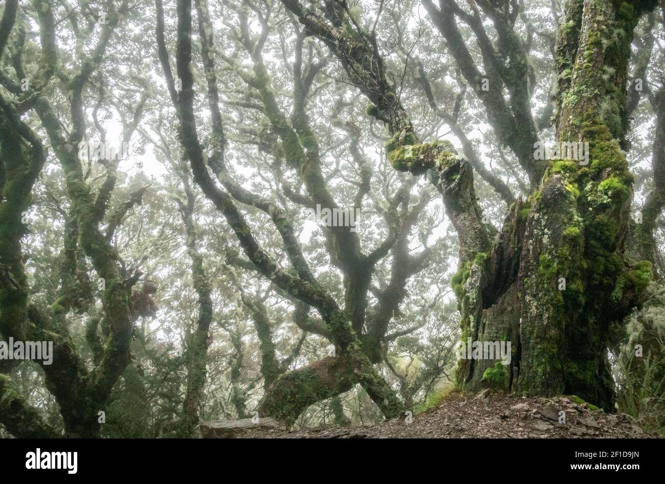 Spooky forest with gnarly trees shot during foggy conditions on Kepler Track, Fiordland National Park, New Zealand Stock Photo