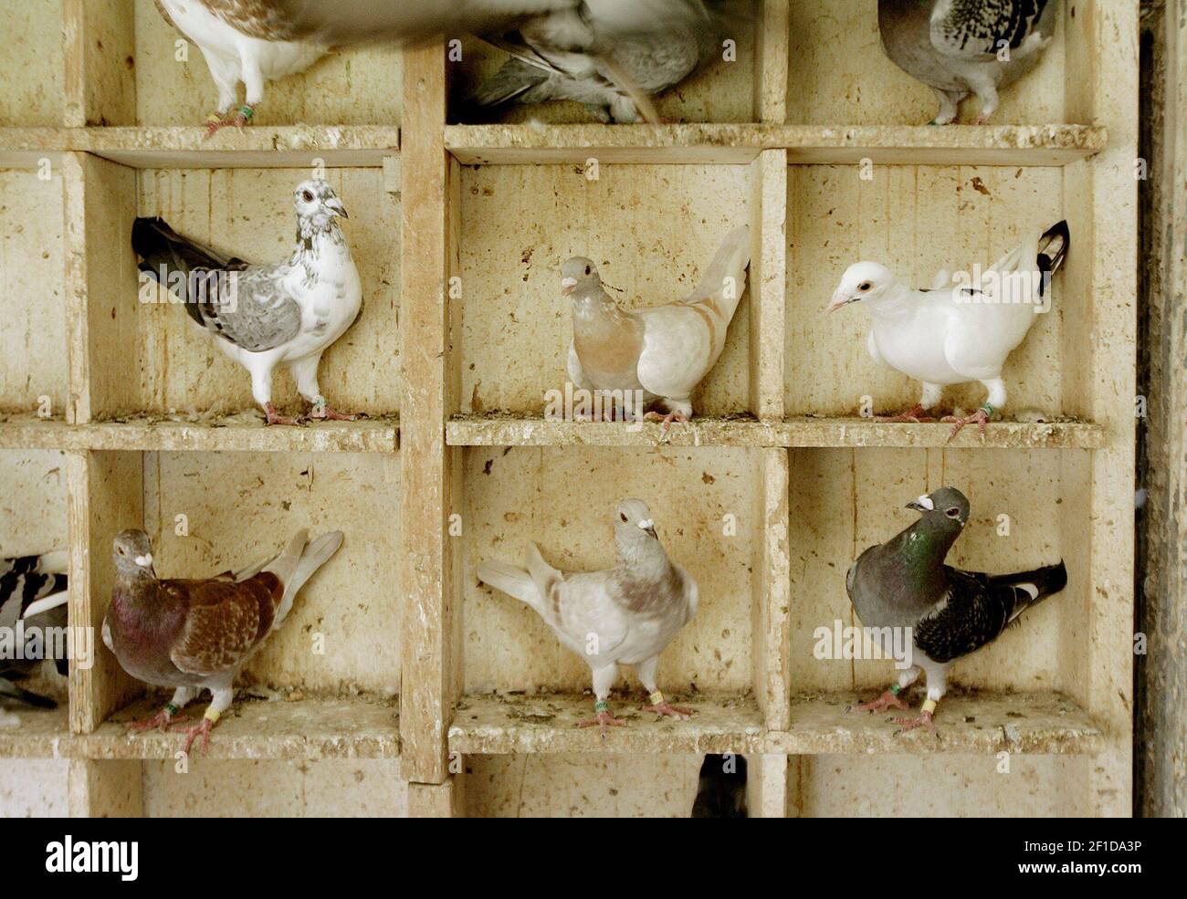 Richard loftus hires stock photography and images Alamy