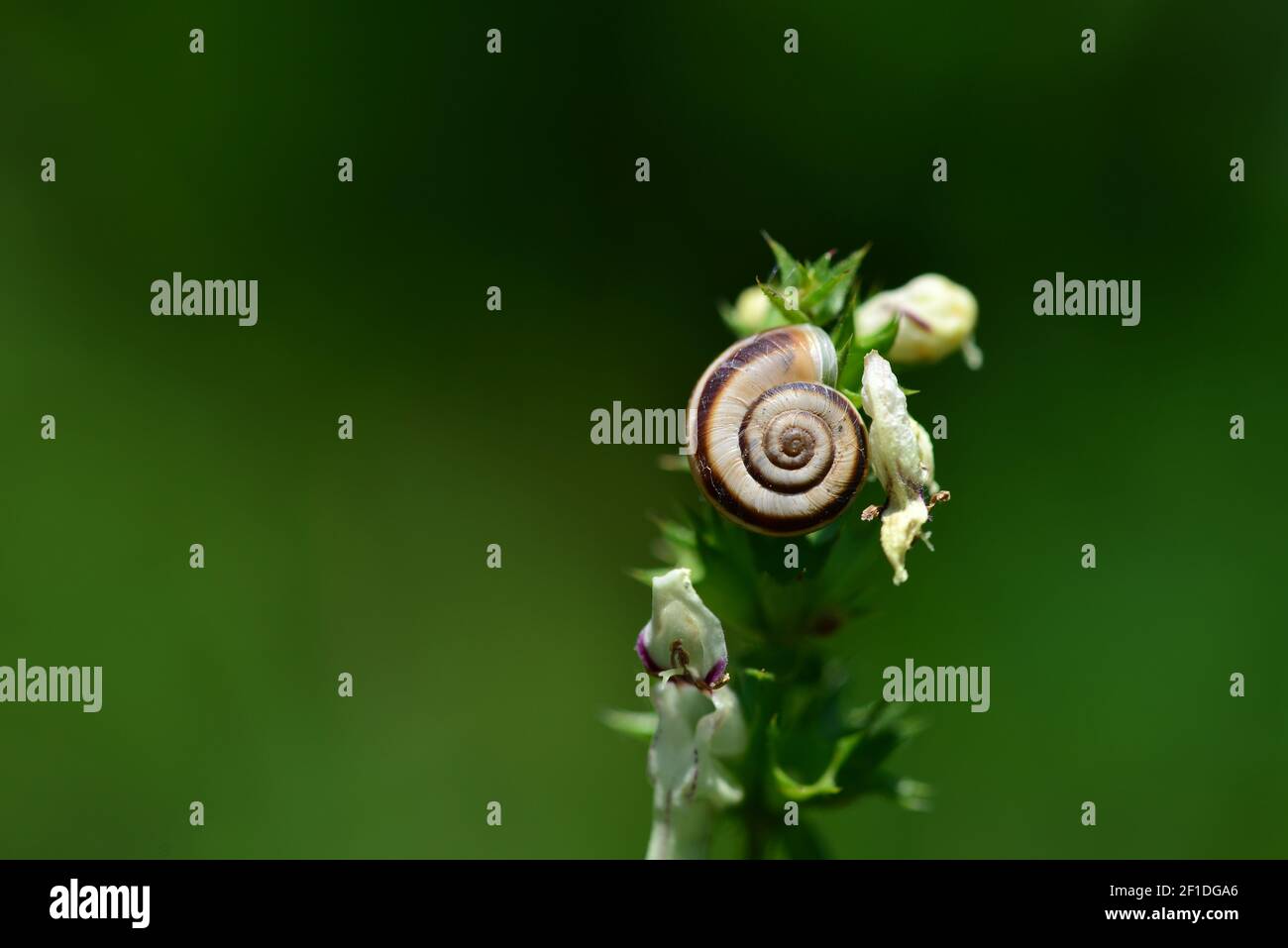 Close-up view of a snail shell attached to the top of a flowering plant. Green background changing from light to dark shades of green. White flowers w Stock Photo