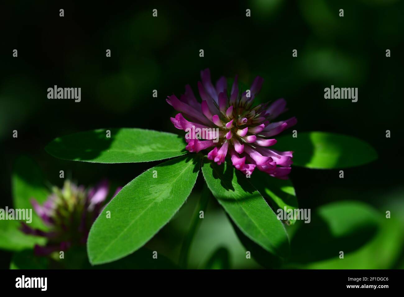 A purple-white clover flower emerges from the shadows. Green leaves and a beautiful colorful flower lit by the sun. The plant half-hidden in the shade Stock Photo