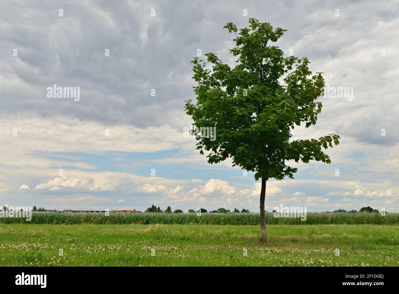 Beautiful green tree on a green lawn in the background of clouds with a shining blue sky. Green horizon field in the background with roofs of houses. Stock Photo