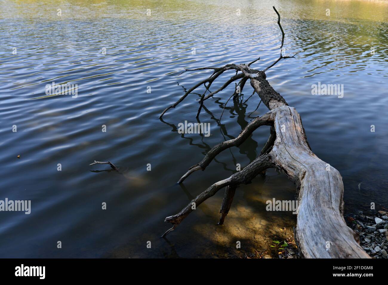 View of the trunk of an old tree fallen into the water of the lake. Dry tree in the water. Stone shore of the lake. Rippled water surface. Sunbeams pe Stock Photo