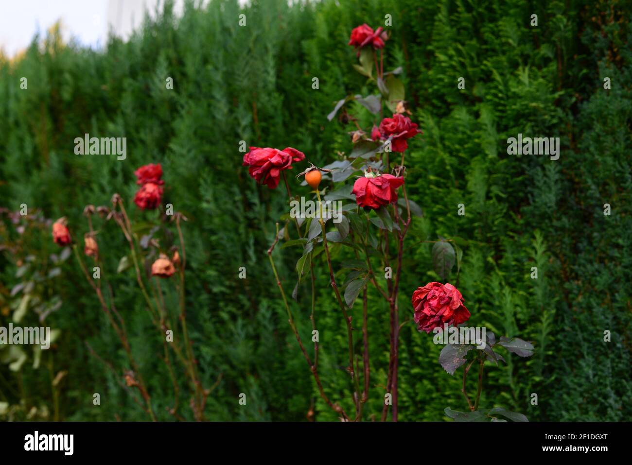 Withered red rose on a green background of a hedge. Blooming roses with fallen flowers. Red flowers growing for winter. Withered flowers in autumn tim Stock Photo