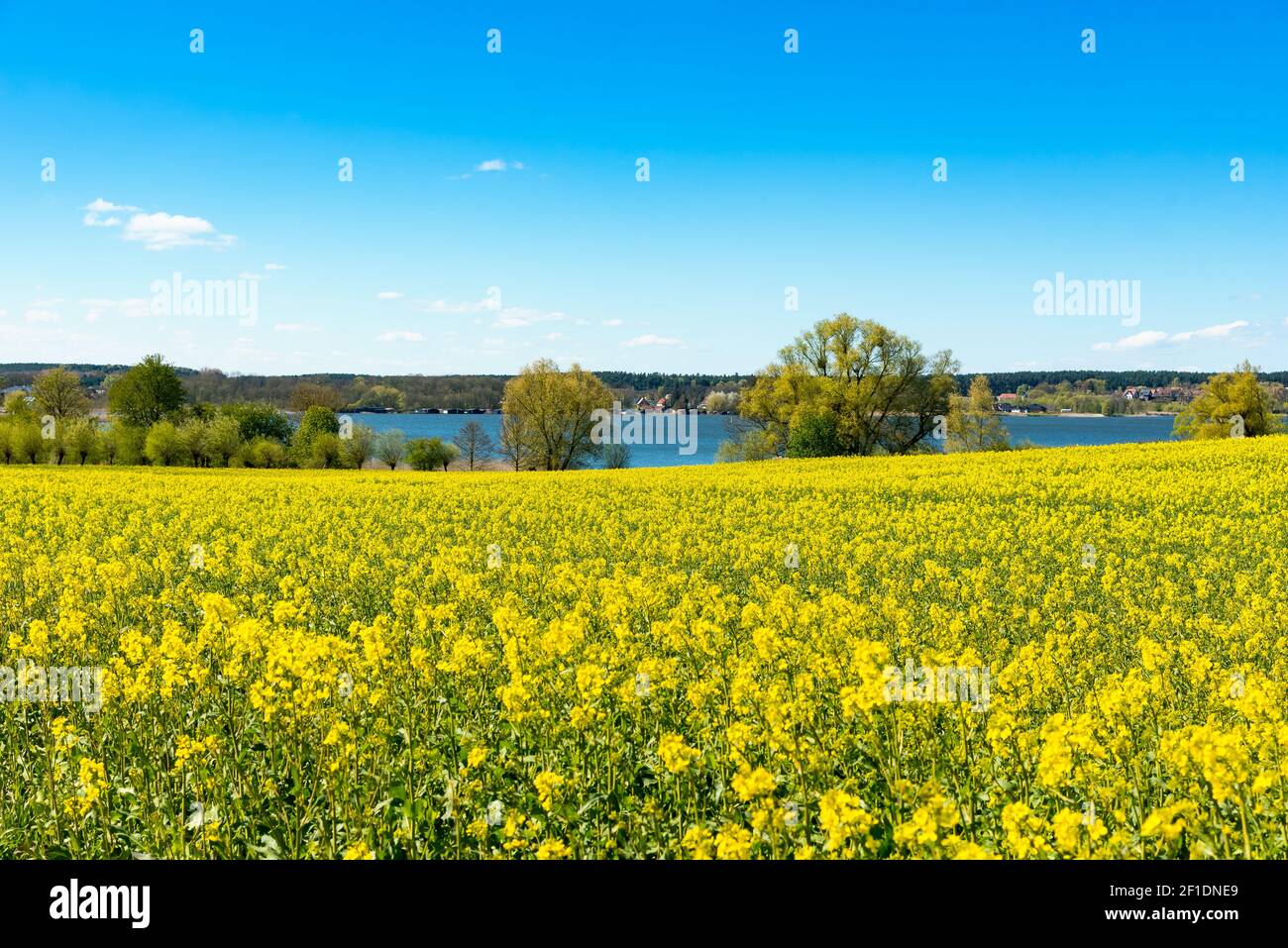 Canola fields in Mecklenburg, Germany Stock Photo
