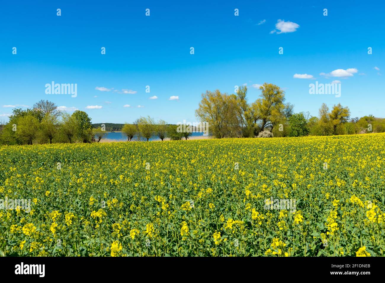 Canola field in spring Stock Photo