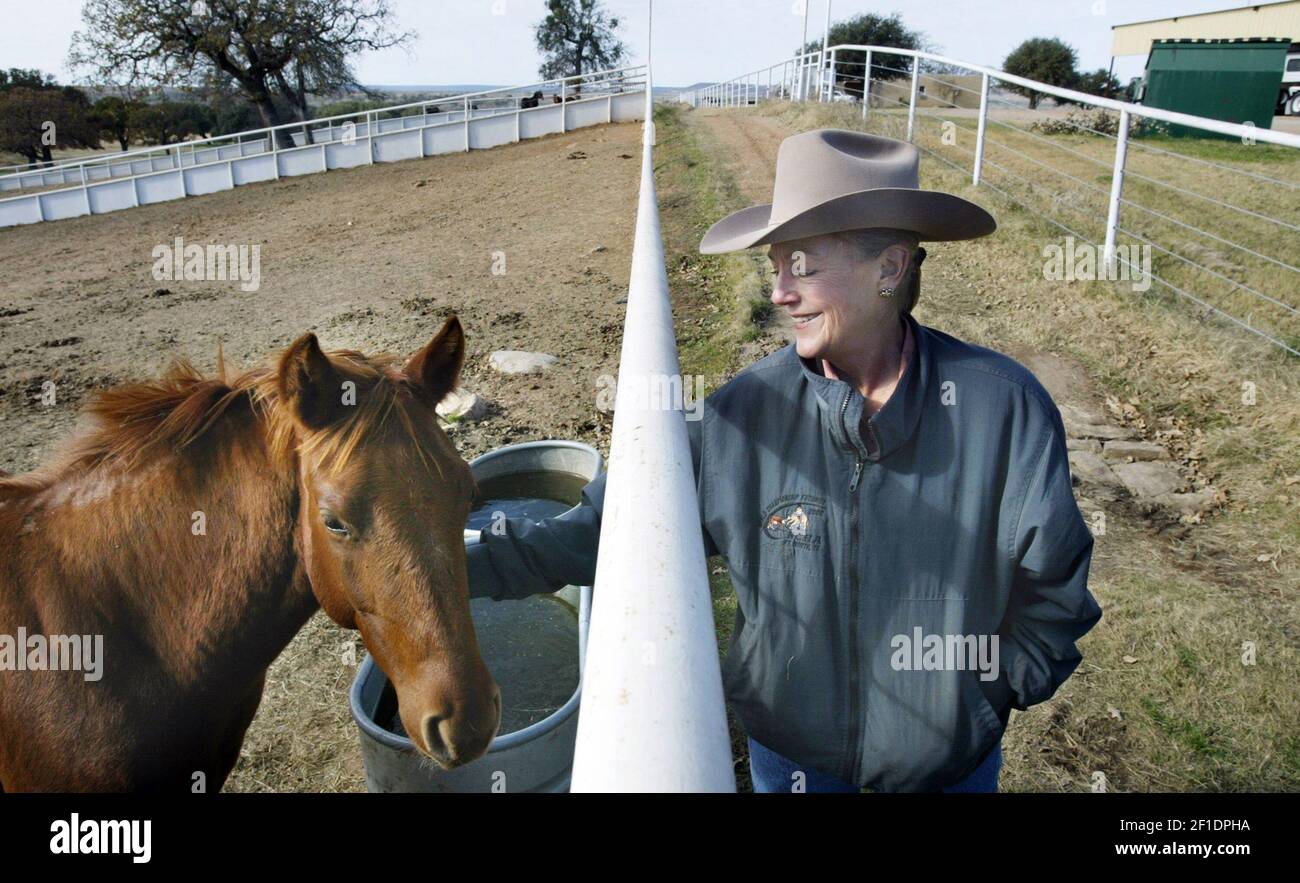 In this photo taken Dec. 4, 2003, Alice Walton checks on Smart Lena Jo, one of the weanlings (weaned but less than a year old) on her ranch in Millsap, Texas. Walton, the Wal-Mart billionaire heiress, is putting her 1,432-acre ranch Rocking W Ranch west of Fort Worth up for sale. The asking price is $19.75 million. (Photo by Rodger Mallison/Fort Worth Star-Telegram/TNS) *** Please Use Credit from Credit Field *** Stock Photo