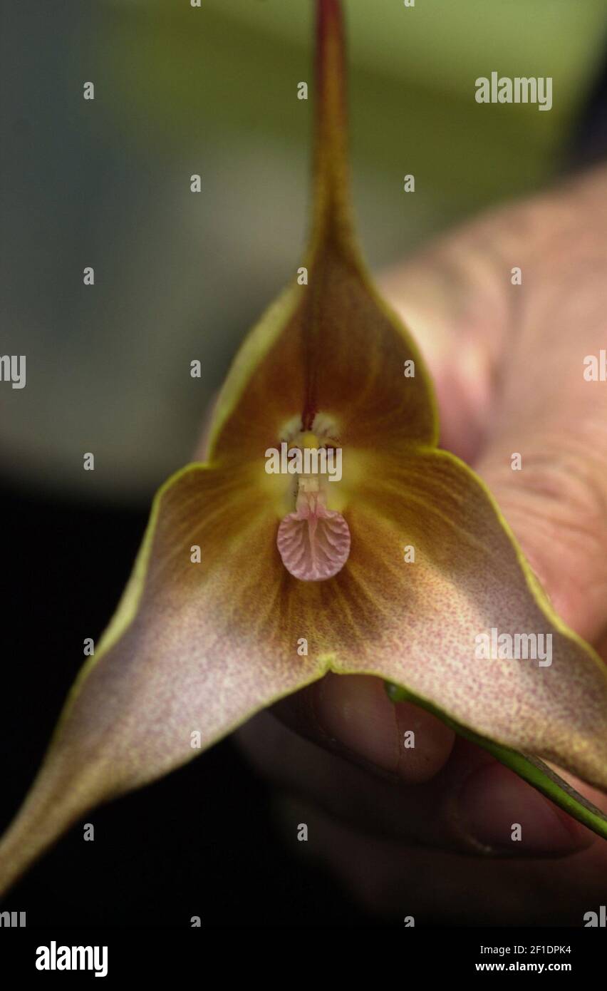 A Dracula gigas orchid, named after the vampire whose likeness is allegedly mimicked in the center of the flower. (Photo by Jim Robinson/Chicago Tribune/TNS) *** Please Use Credit from Credit Field *** Stock Photo