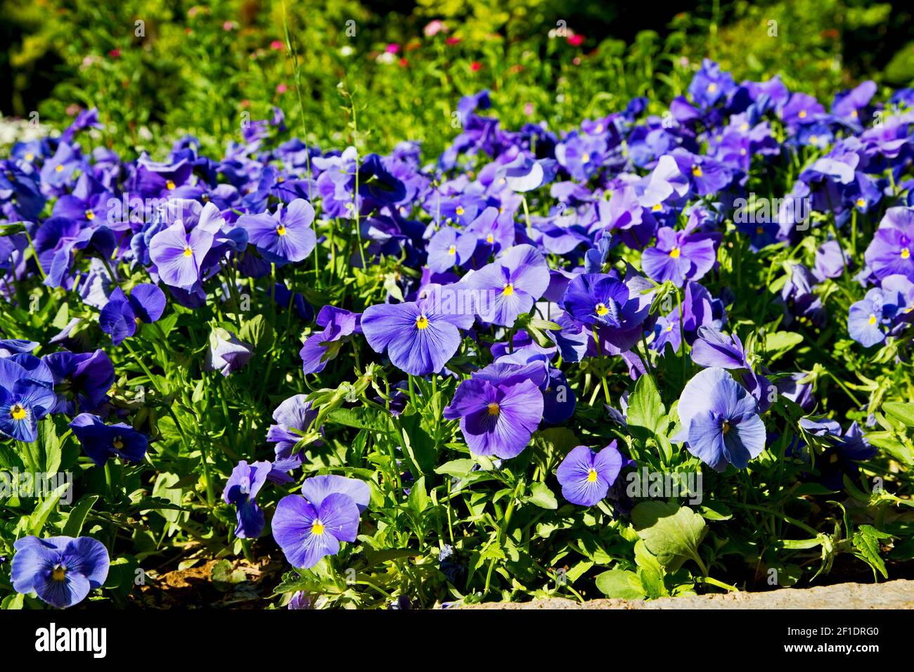 The flowers and   garden Stock Photo