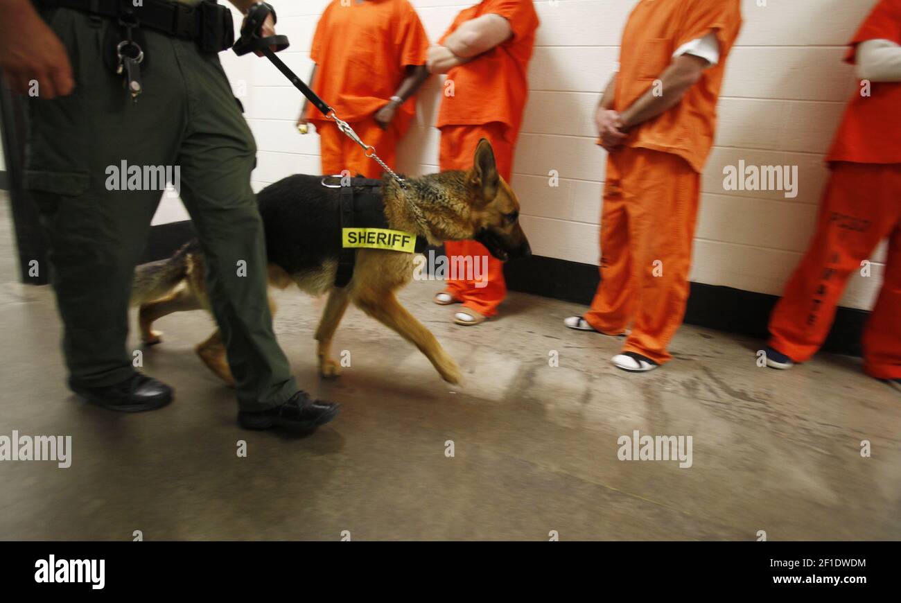 May 4, 2009; Florence, AZ, USA; Dan McLean walks with his dog L.J. to check for contraband while inmates wait in line in a hallway at Pinal County Adult Detention Center in Florence, Az. The Pinal County SheriffÕs Office is taking steps to address an independent audit that found major security and safety deficiencies at its 2-year-old detention facility in Florence. Mandatory Credit: Nick Oza/The Arizona Republic via USA TODAY NETWORK/Sipa USA Stock Photo