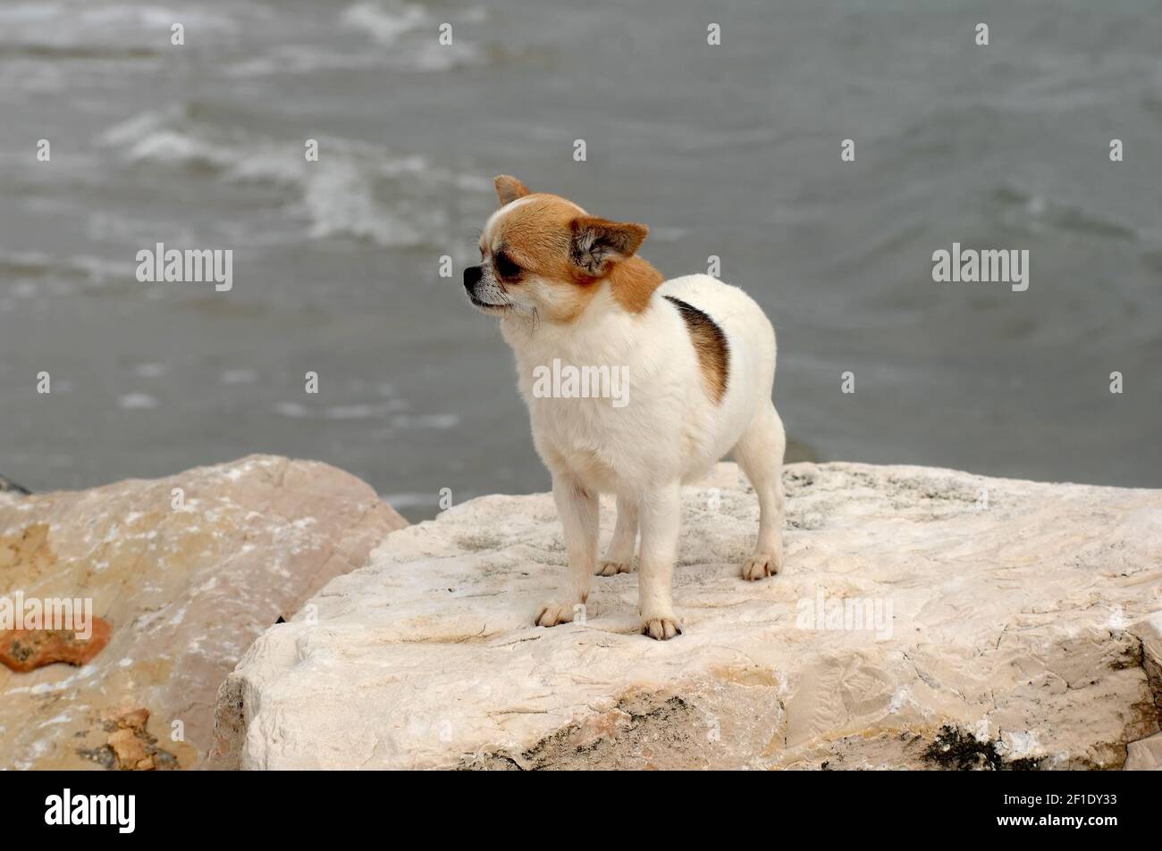 White Chihuahua Rock Chihuahua Dog Hi res Stock Photography And Images white-chihuahua-rock-chihuahua-dog-hi-res-stock-photography-and-images