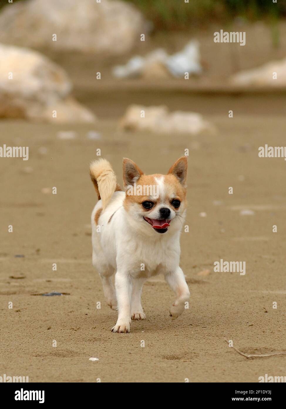 A Cute Cream And White Chihuahua Dog Standing On The Sandy Beach Stock a-cute-cream-and-white-chihuahua-dog-standing-on-the-sandy-beach-stock