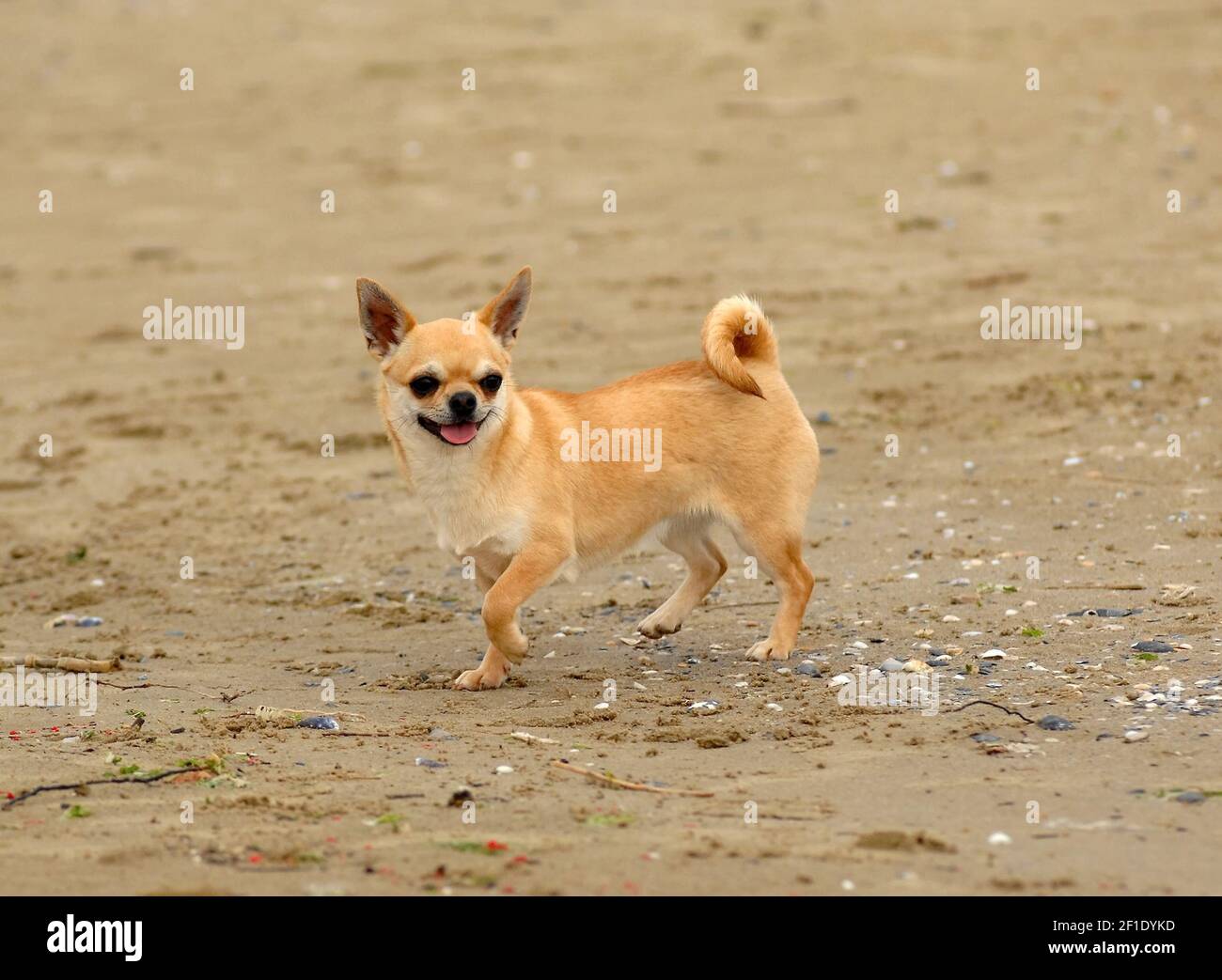 A Cute Cream Colored Chihuahua Dog Standing On The Sandy Beach Stock a-cute-cream-colored-chihuahua-dog-standing-on-the-sandy-beach-stock