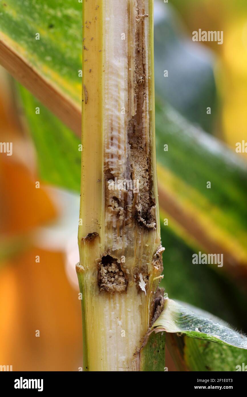 European corn borer damage hires stock photography and images Alamy
