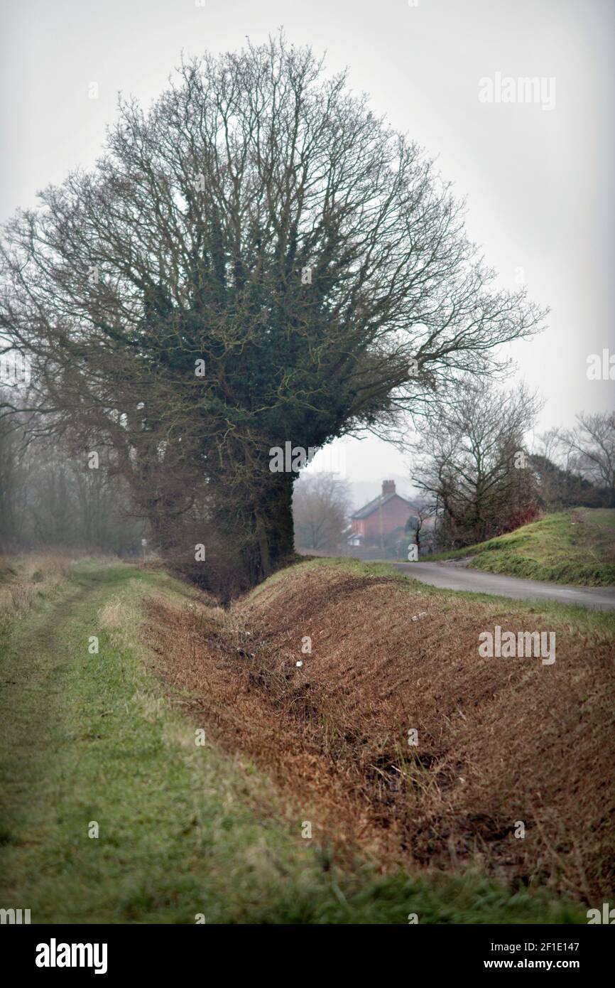 empty field  ditch and rural country cottage ellingham norfolk england Stock Photo