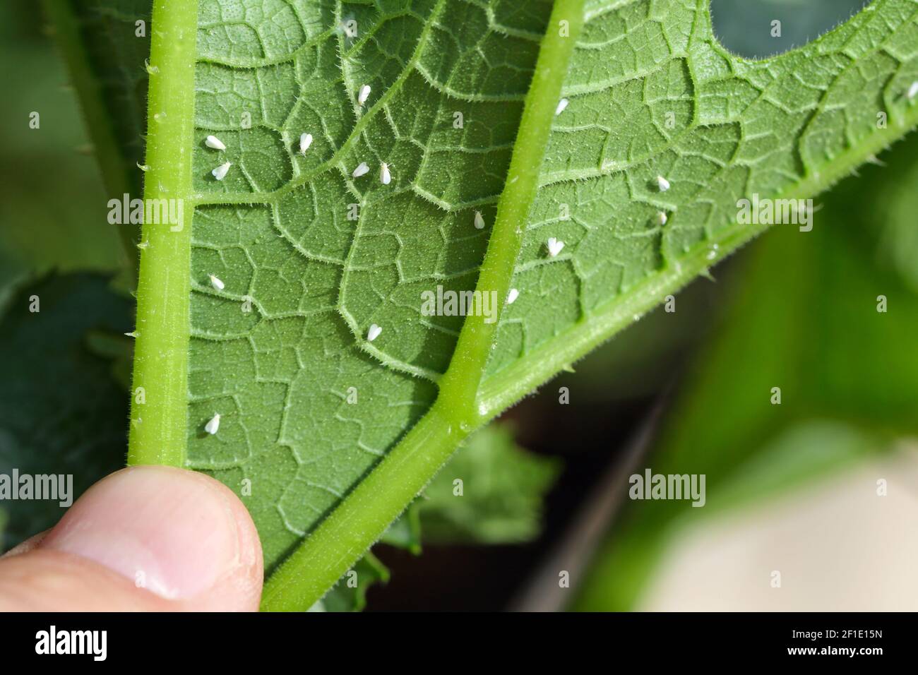 Silverleaf whitefly, Bemisia tabaci (Hemiptera: Aleyrodidae) is an important agricultural pest. Insects on the bottom of zucchini leaf. Stock Photo