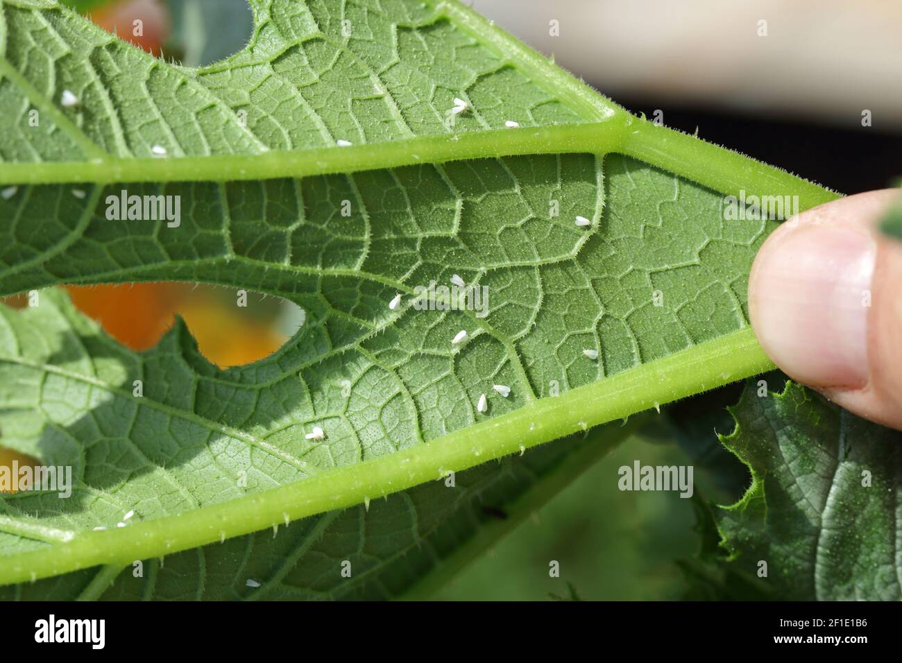 Silverleaf whitefly, Bemisia tabaci (Hemiptera: Aleyrodidae) is an important agricultural pest. Insects on the bottom of zucchini leaf. Stock Photo
