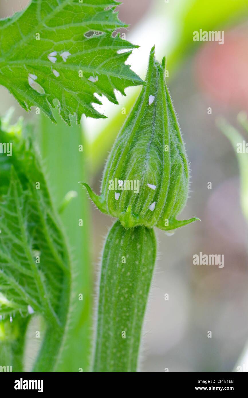 Silverleaf whitefly, Bemisia tabaci (Hemiptera: Aleyrodidae) is an important agricultural pest. Insects on the zucchini. Stock Photo